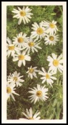 38 Scentless Mayweed